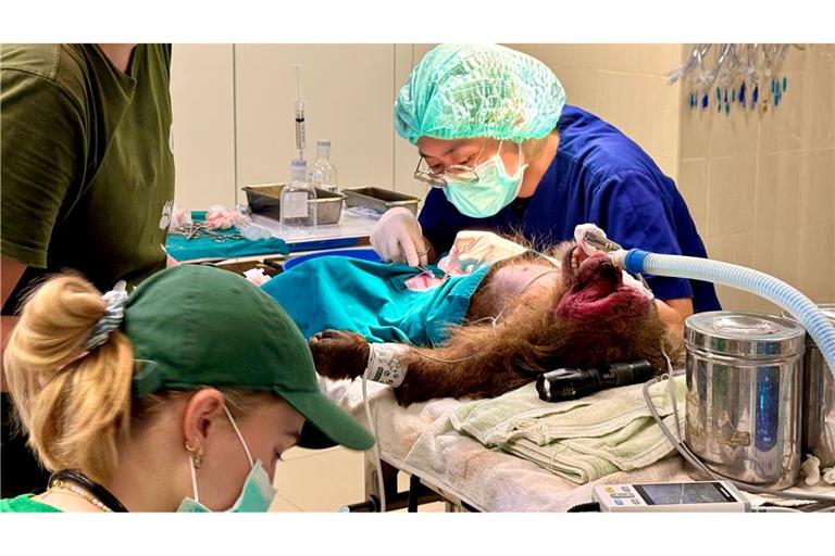 Die WFFT-Veterinärin Dr. Kwan bei ihrer täglichen Arbeit - hier operiert sie einen Bärenmakak.