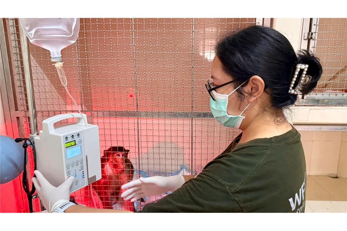 Tiger im OP: Besuch in Thailands erstem Wildtier-Krankenhaus Die WFFT-Veterinärin Dr. Kwan checkt die Vitalwerte eines verletzten Affen - das gehört zu ihrer täglichen Arbeit.