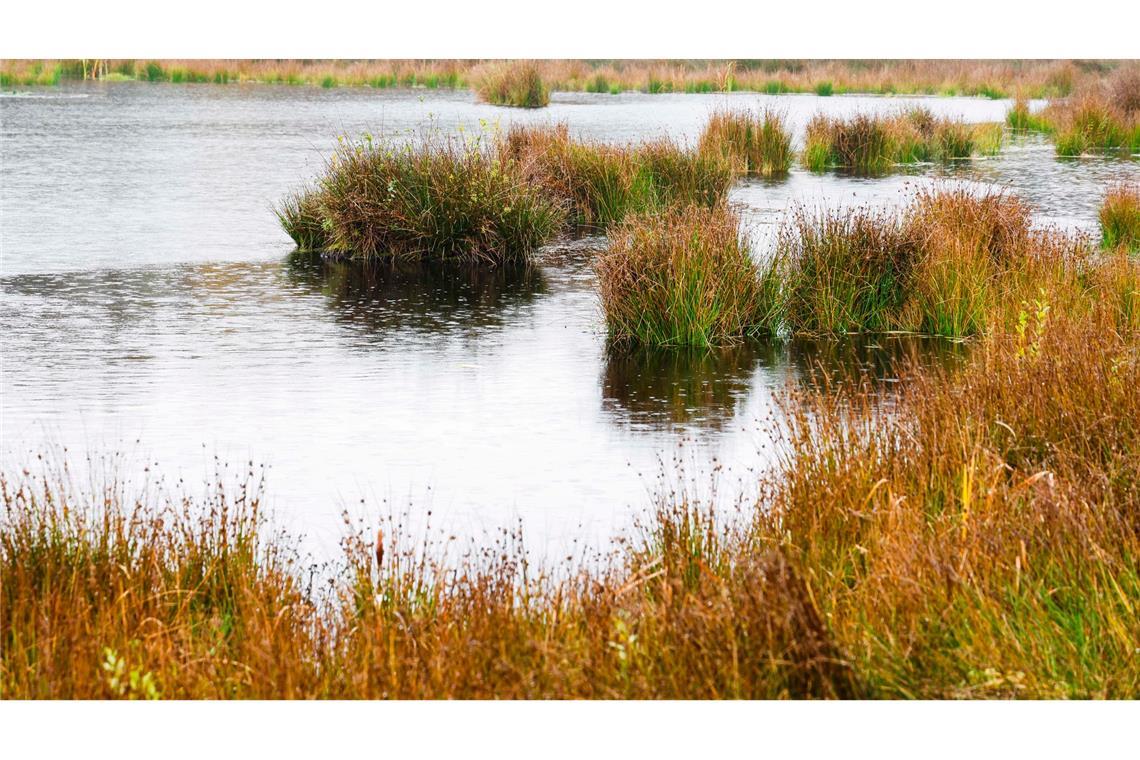 Die Wiedervernässung von Mooren, wie hier in Schleswig-Holstein, soll Treibhausgase im Boden halten. (Archivbild)