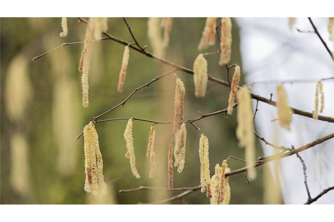 Die Wissenschaftler stellten einen früheren Saisonbeginn für allergene Baumarten fest.