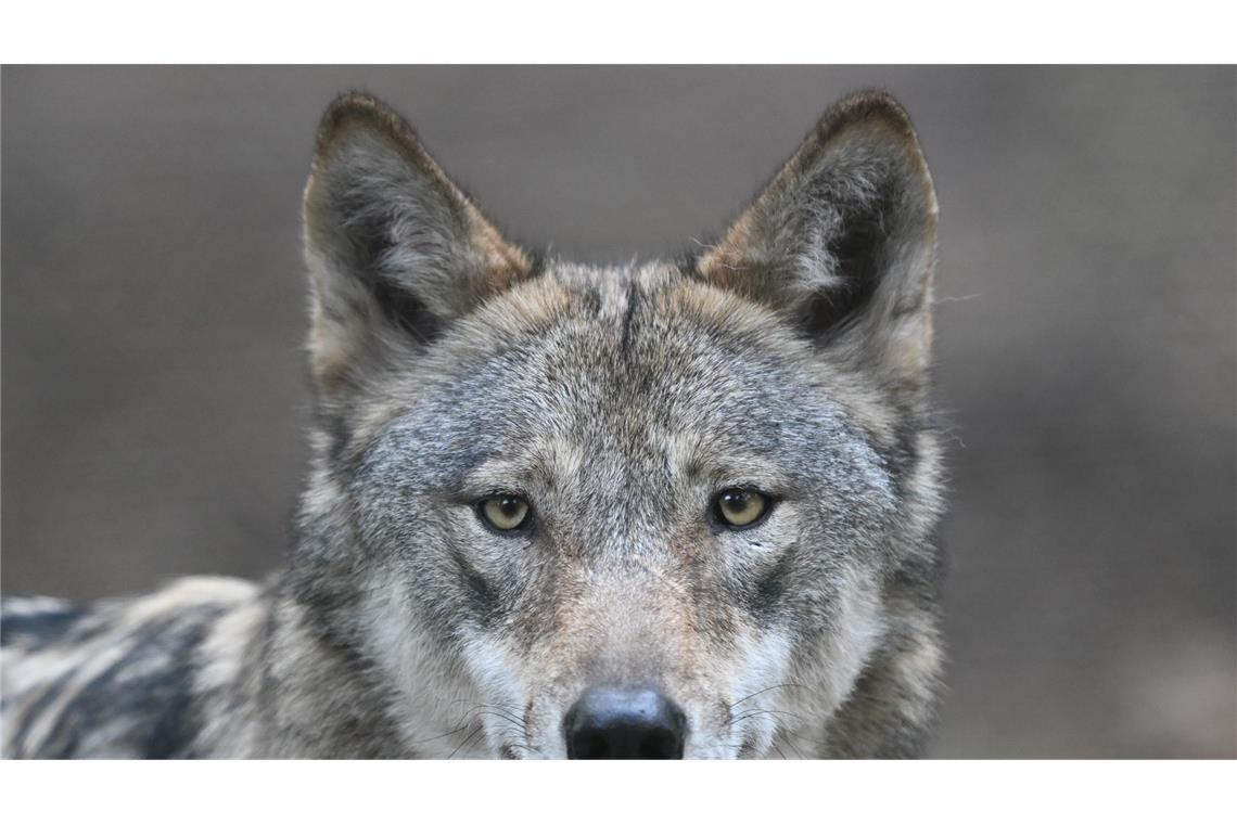 Die Wölfe flohen beim Klang menschlicher Stimmen mehr als doppelt so häufig und verließen den Ort rund doppelt so schnell wie bei harmlosen Naturgeräuschen. (Archivbild)