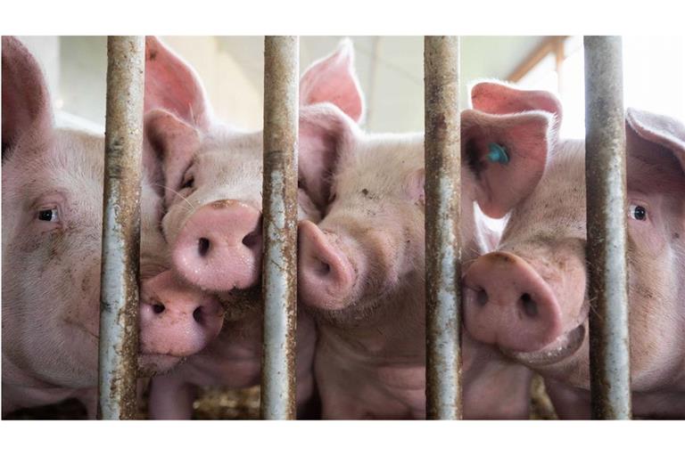 Die Zahl der Schweine im Südwesten ist zurückgegangen.
