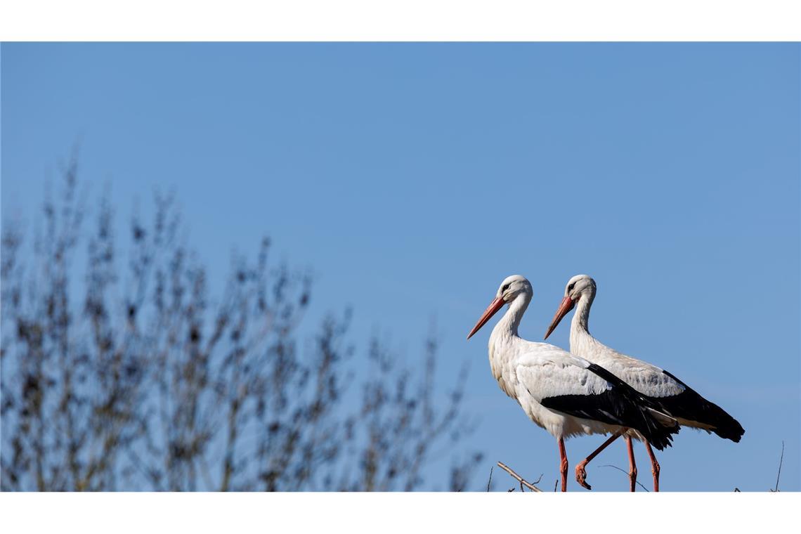 Die Zahl der Störche ist in Deutschland deutlich gestiegen. Das Lag nach Experteneinschätzung vor allem an den Westziehern. Viele von ihnen fliegen dank ausreichender Nahrungsquellen in Westeuropa nicht mehr die kraftraubende Langstrecke bis nach Afrika. Damit sind sie weniger Risiken ausgesetzt.