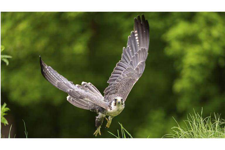 Die Zahl der Wanderfalken im Südwesten ist wieder im Sinkflug.