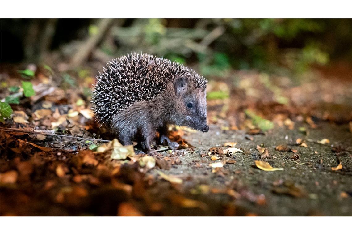 WWF-Bericht: Igeln geht es schlechter, Seeadlern besser Die Zahl der Westeuropäischen Igel, auch Braunbrustigel genannt, geht stark zurück. (Archivbild)