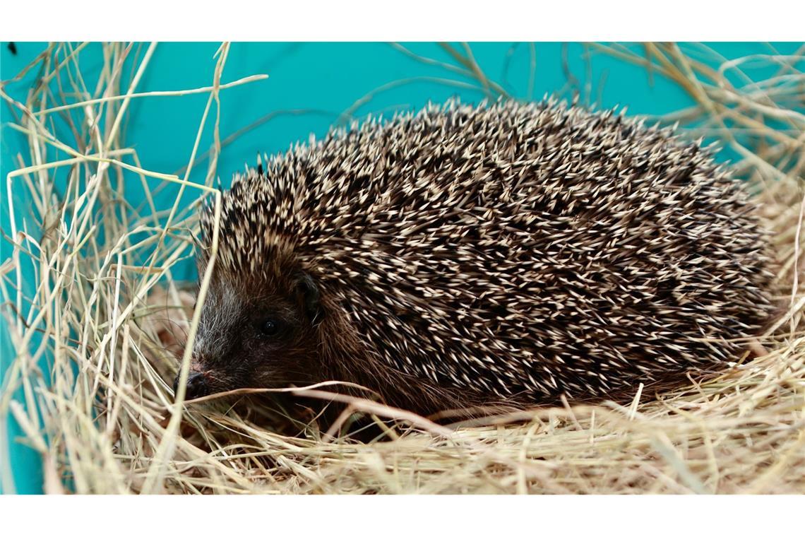Tierheime schlagen Alarm: Immer mehr Igel in Not Die Zahl der westeuropäischen Igel geht stark zurück.