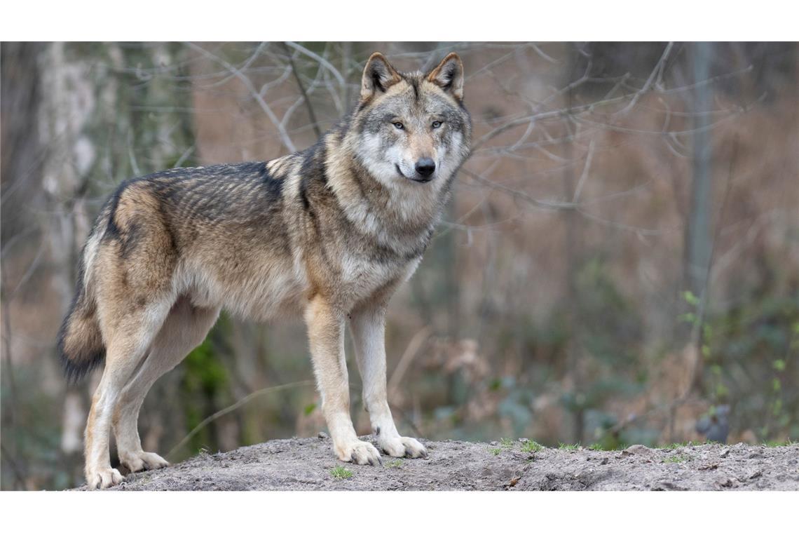 Die Zahl der Wölfe in Europa hat sich binnen zehn Jahren nahezu verdoppelt. (Symbolbild)