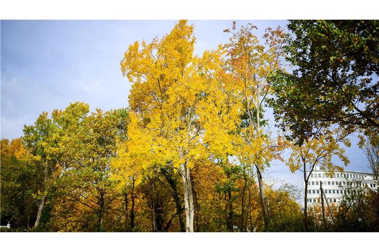 Die Zitterpappel (Populus tremula) - auch Espe oder Aspe genannt -  ist Baum des Jahres 2026.