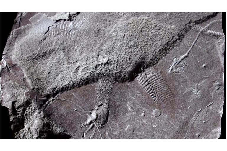 Diese Hautabdrücke eines eidechsengroßen Reptils sind 298 bis 299 Millionen Jahre alt. Sie sind der älteste Nachweis von reptilientypischen Schuppen.