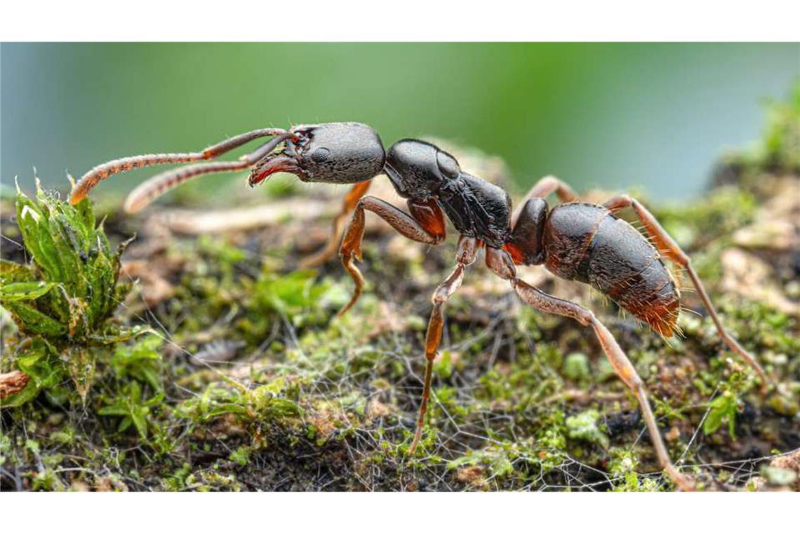 Diese Krabbler sind echt uangenehm: Obwohl die Asiatische Nadelameise nicht aggressiv ist, sticht sie bei Störung, was schmerzhaft sein und Unbehagen verursachen kann.