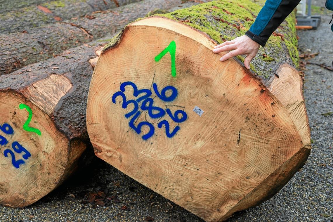 Gebündelter Verkauf edler Nadelhölzer Diese Weißtanne ist rund 160 Jahre alt. Sie steht beispielhaft für einen alten Bestand, der auch vor dem Hintergrund des Klimawandels abgeerntet werden muss.