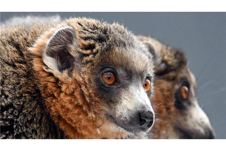 Diese zwei Mongozmaki-Männchen sollen jetzt im Kölner Zoo für Nachwuchs bei der vom Aussterben bedrohten Primatenart sorgen.