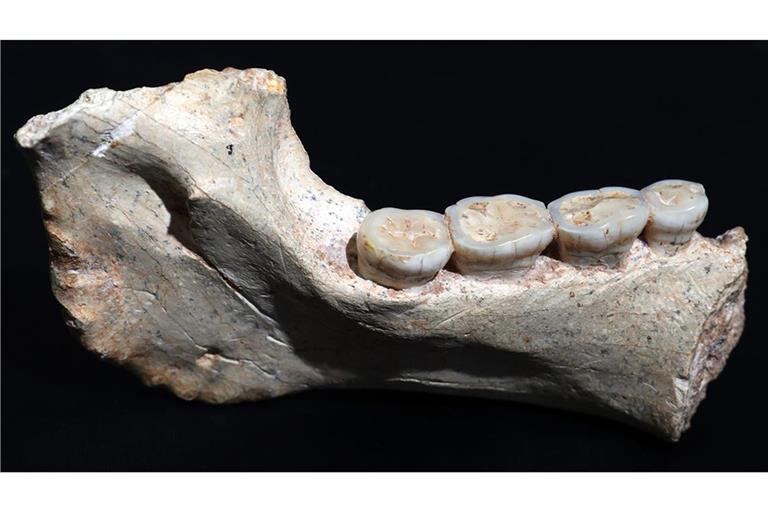 Dieser 773.000 Jahre alte Kieferknochen aus Marokko stammt von einem noch unbekannten Frühmenschen nahe der Wurzel unserer Spezies, dem Homo sapiens.