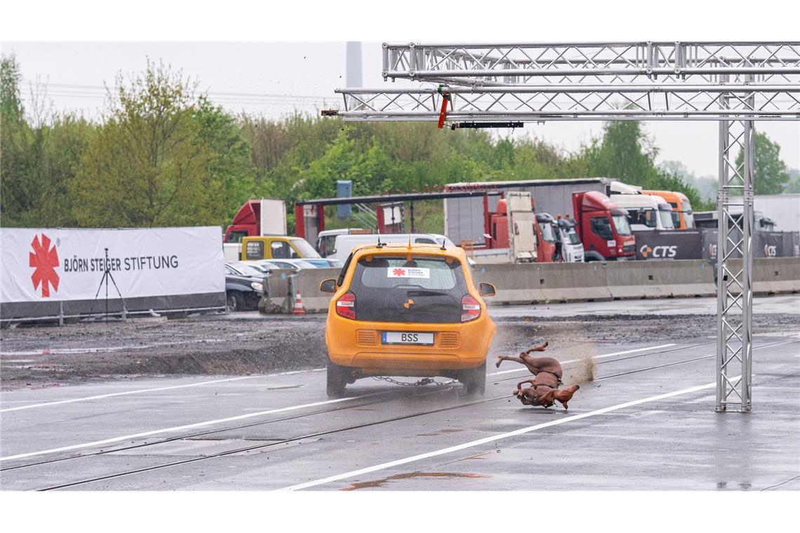 Studie zu Wildunfällen: Ausweichen macht es schlimmer Dieser Crashtest zeigt was passiert, wenn das Fahrzeug auf ein Reh trifft und der Fahrer nach links ausweicht.