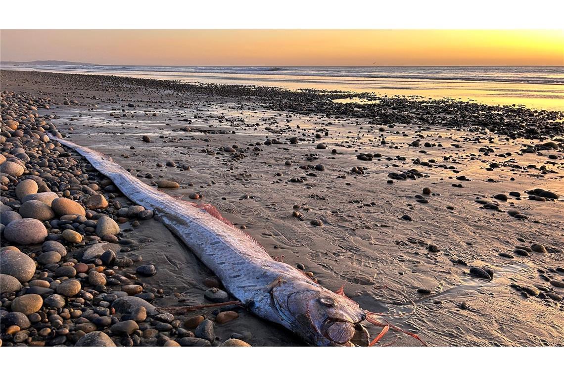Von wegen Weltuntergang - Forschende begeistert über Fische Dieser etwa drei Meter lange Riemenfisch wurde in Kalifornien an den Strand gespült.