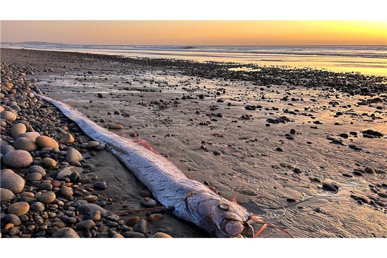 Dieser etwa drei Meter lange Riemenfisch wurde in Kalifornien an den Strand gespült.