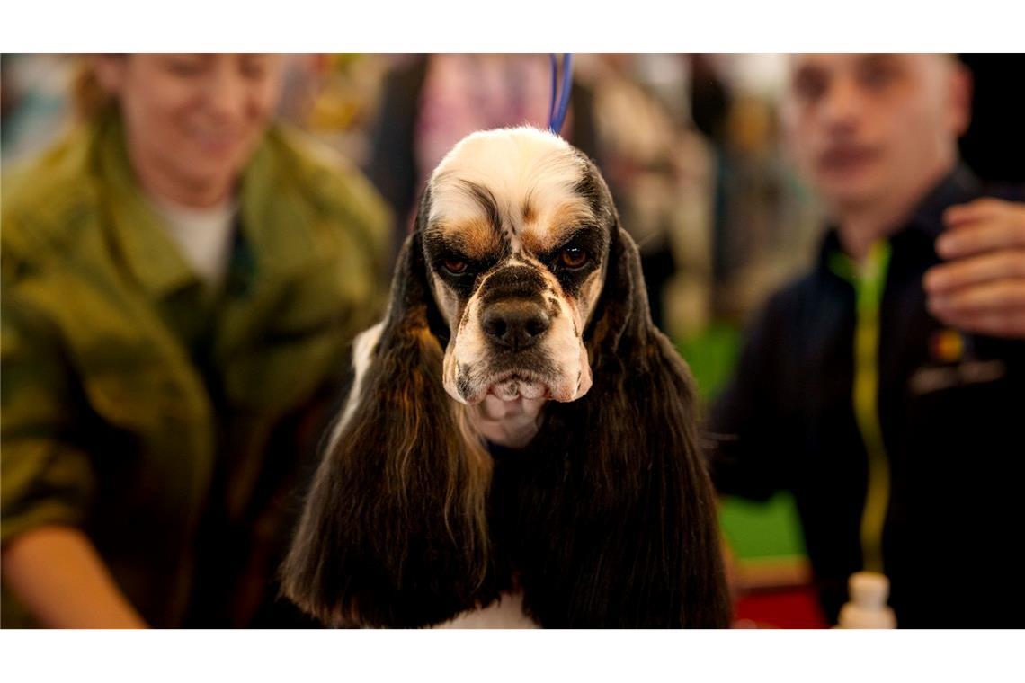 Bilder des Tages Dieser Hund zeigt sich von seiner besten Seite.