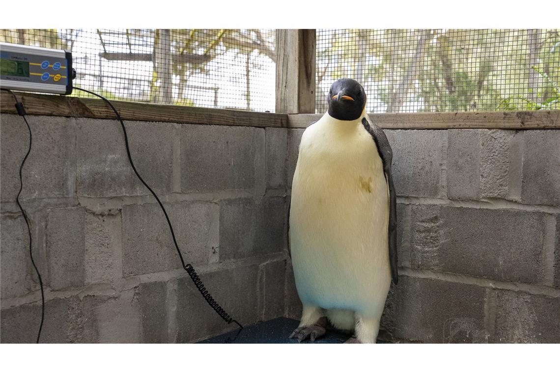 Verirrter Pinguin wieder im Ozean Dieser Kaiserpinguin strandete versehentlich in Australien.