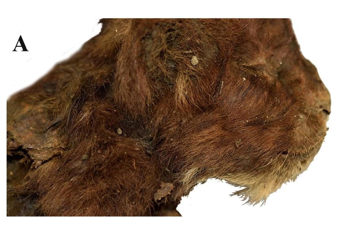 Junger Säbelzahntiger im ewigen Eis entdeckt Dieser kleine Säbelzahntiger lebte vor mehr als 30.000 Jahren. Da er im Permafrost lag, ist er gut erhalten.