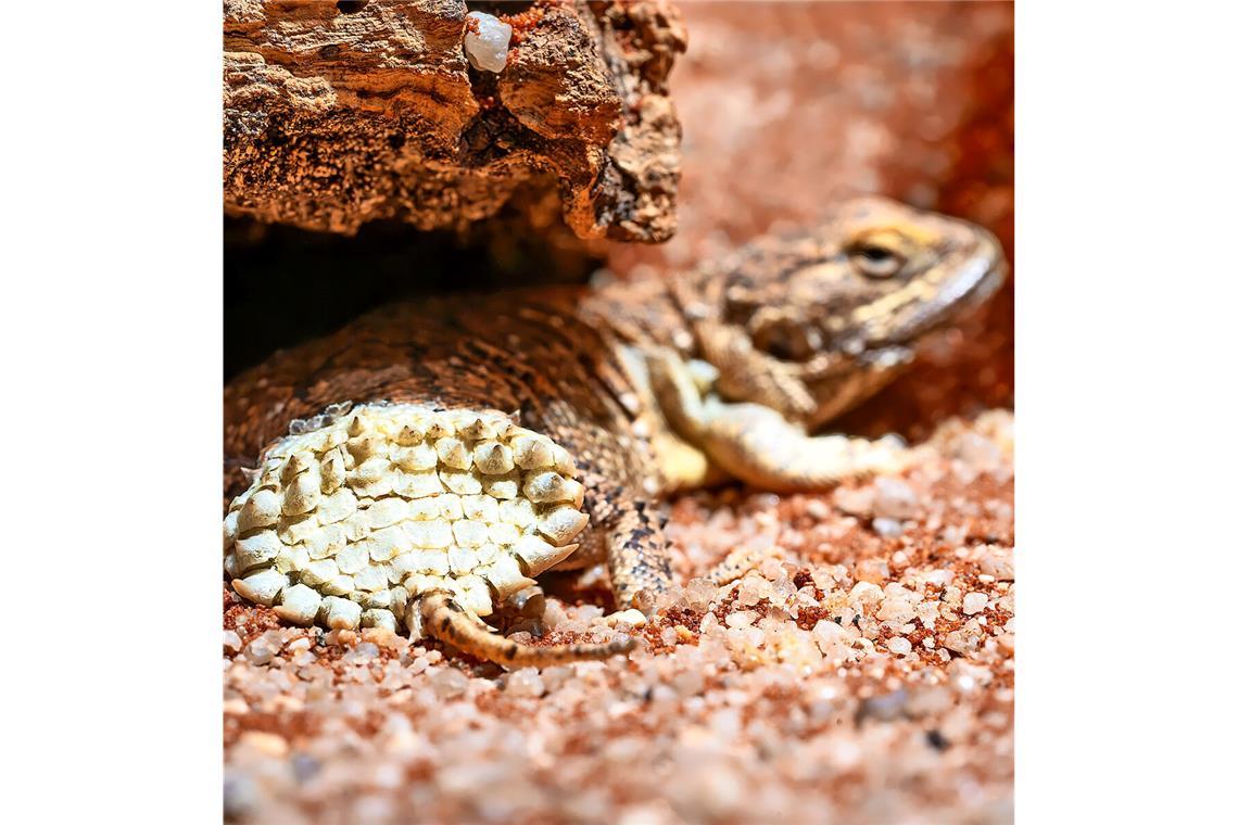 Zoo bekommt Reptil mit Biberschwanz Dieser neue Bewohner in der Wilhelma nennt sich Biberschwanzagame.