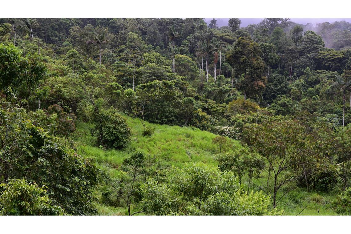 Dieser sich regenerierende Wald war noch vor wenigen Jahren eine Weide.