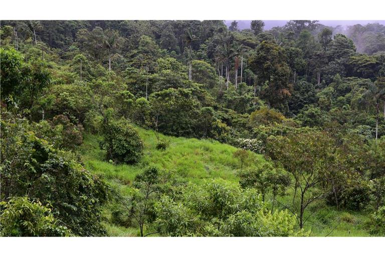 Dieser sich regenerierende Wald war noch vor wenigen Jahren eine Weide.