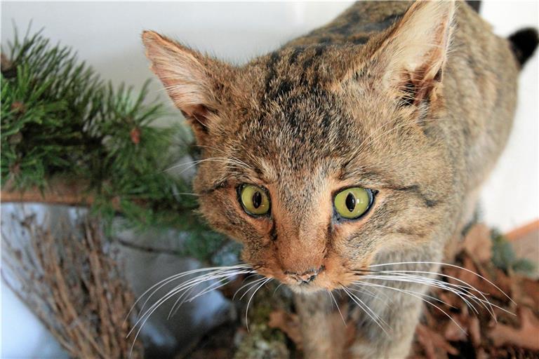 Dieser stattliche Wildkater war zu Lebzeiten bei Neuenstein unterwegs. Nun ist er im Naturparkzentrum zu bestaunen. Foto: privat