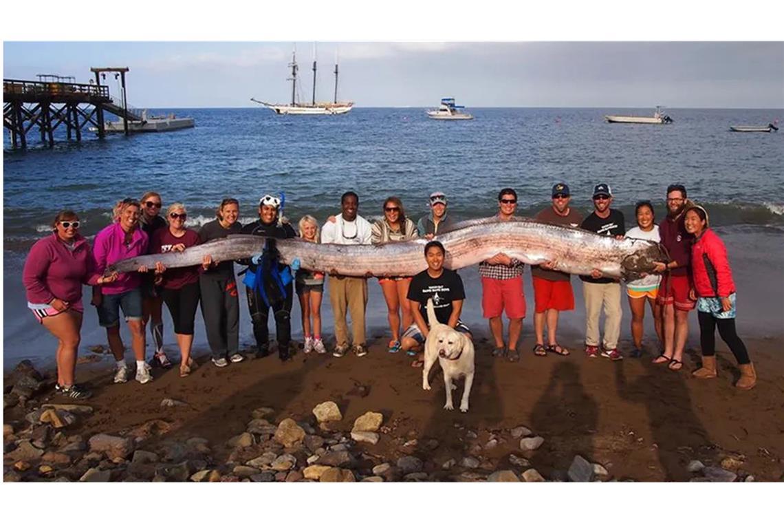 Zweiter „Weltuntergangsfisch“ in Kalifornien angespült Dieser tote Riemenfisch wurde 2013 an der Küste von Kalifornien angespült.