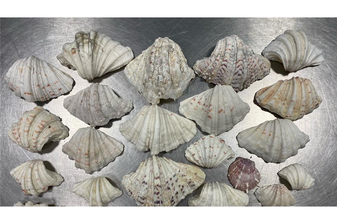 Zoll findet geschützte Riesenmuscheln in Reisegepäck Dieses Foto zeigt 26 Hälften der RMuscheln, die Zollbeamte im Gepäck einer Reisenden fanden