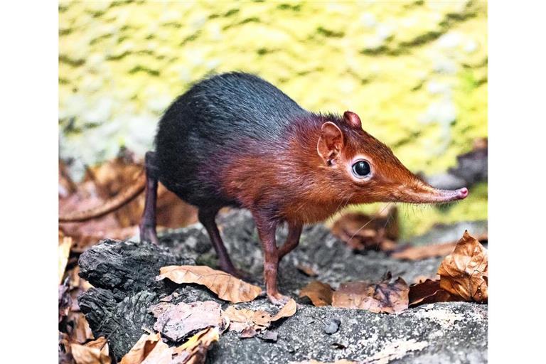 Dieses neue Rüsseltier ist jetzt im Stuttgarter Zoo zu besichtigen.
