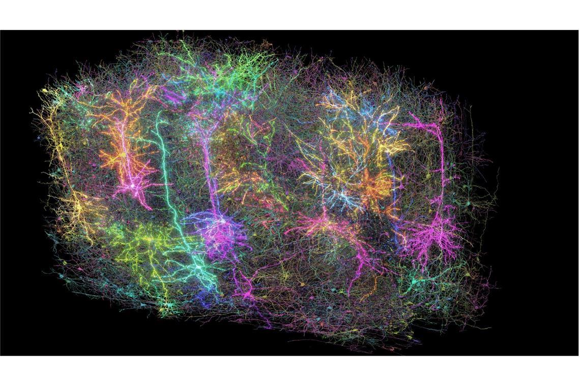 Unglaublich, aber wahr: So viel steckt in einem winzigen Würfel Mäusehirn Dieses vom Allen Institute zur Verfügung gestellte Foto zeigt eine Illustration einer Untergruppe von mehr als 1000 der 120.000 Gehirnzellen (Neuronen + Glia) eines Mäusegehirns. Jedes rekonstruierte Neuron hat eine andere zufällige Farbe.
