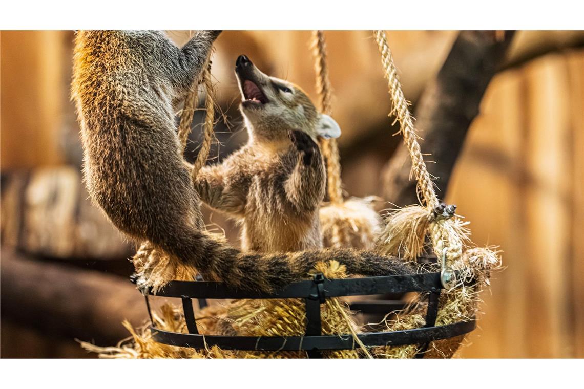 Hessischer Zoo zeigt Nachwuchs von Weißrüssel-Nasenbären Drei kleine Bären mit weißer Schnauze sind jetzt für Zoobesucher zu sehen (Handout-Foto)