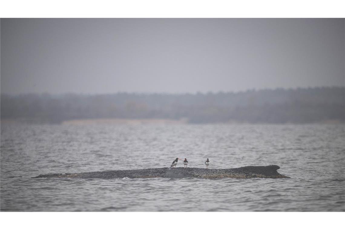 Drei Wasservögel sitzen auf dem Rücken des Wals.