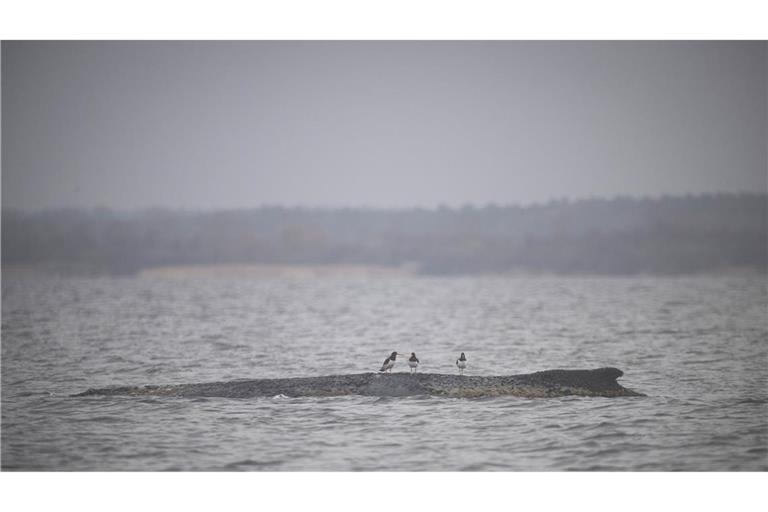 Drei Wasservögel sitzen auf dem Rücken des Wals.
