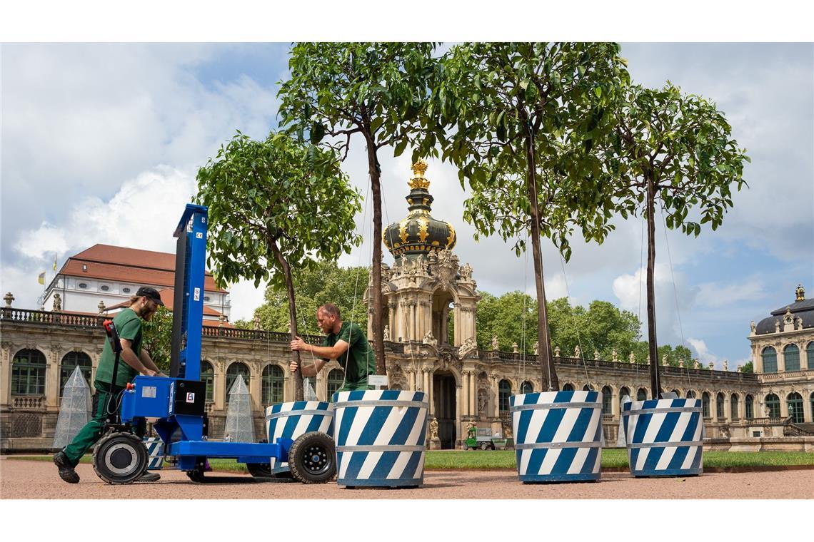 Dresden: Orangenbäumchen kehren nach fünf Jahren ins Sommerquartier im Zwinger-Innenhof zurück