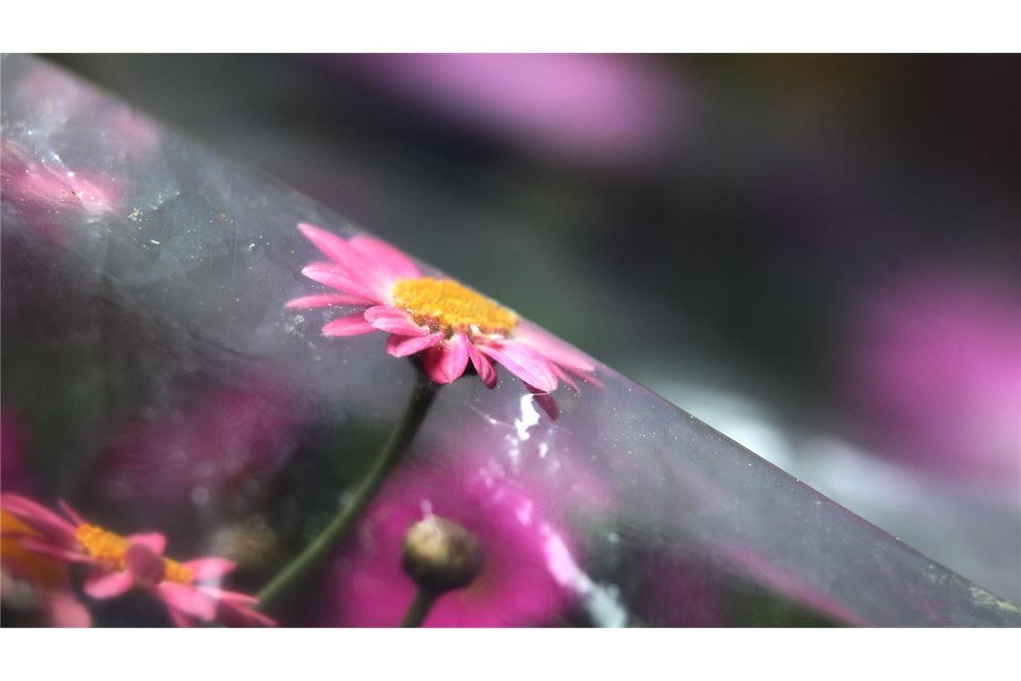 Droht im Mai noch Spätfrost?