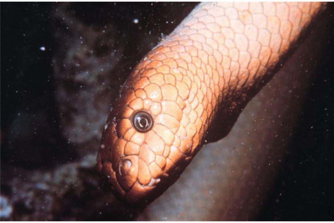 Dubois’ Seeschlange (Aipysurus duboisii, Symbolbild Seeschlange): Dieses elegante Tier gilt als giftigste Seeschlange, die in Australien am Great Barrier Riff, in Indonesien, im Korallenmeer, in Neukaledonien, Papua-Neuguinea und Taiwan vorkommt. Ein Biss der bis zu 150 Zentimeter langen Seeschlange ist kaum zu spüren, doch schon nach 30 Minuten setzt Übelkeit ein, gefolgt von einer Lähmung der Arme und Beine. Danach setzt die Atmung aus. Wenn kein Gegengift verabreicht wird, stirbt man qualvoll innerhalb von drei Tagen.