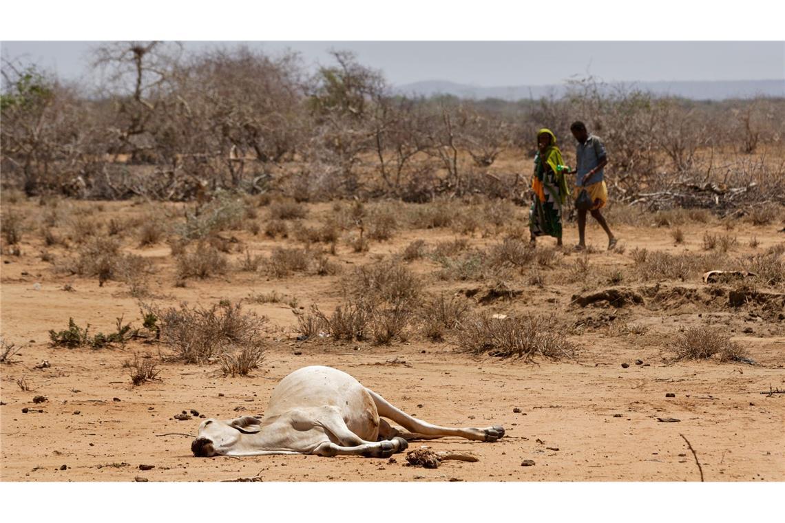 Studie: Klimawandel könnte Weideflächen bis 2100 halbieren