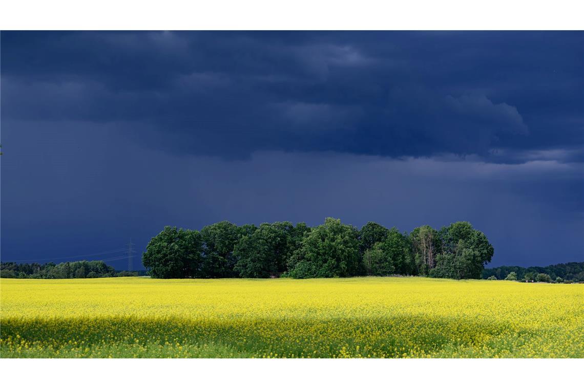 Dunkle Wolken ziehen über ein Rapsfeld nahe Lomske in der sächsischen Oberlausitz.