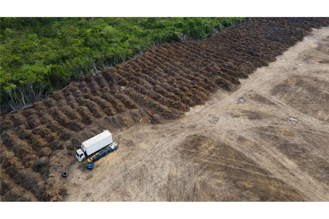 EU-Mitgliedsstaaten gegen Änderungen an Waldschutzgesetz Durch das Gesetz soll die Abholzung des Regenwaldes etwa im Amazonas deutlich reduziert werden. (Symbolbild)