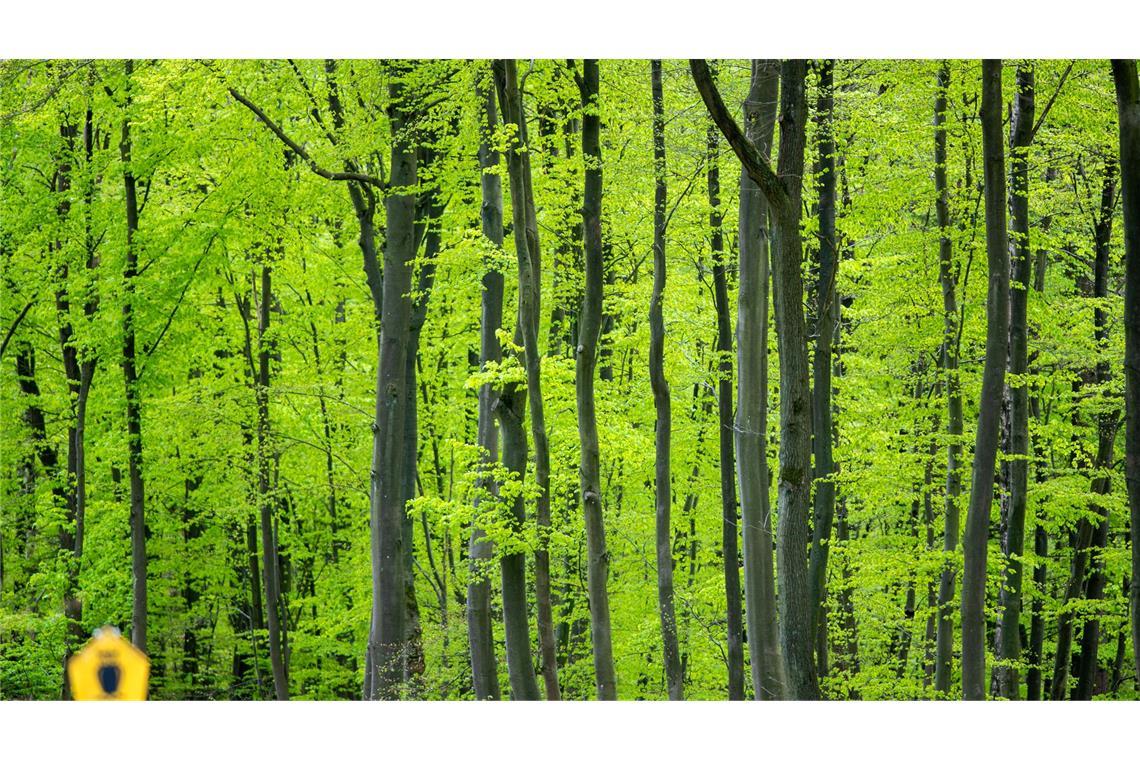 Durch den Klimawandel kommen selbst Buchen an ihre Grenzen. (Archivfoto)