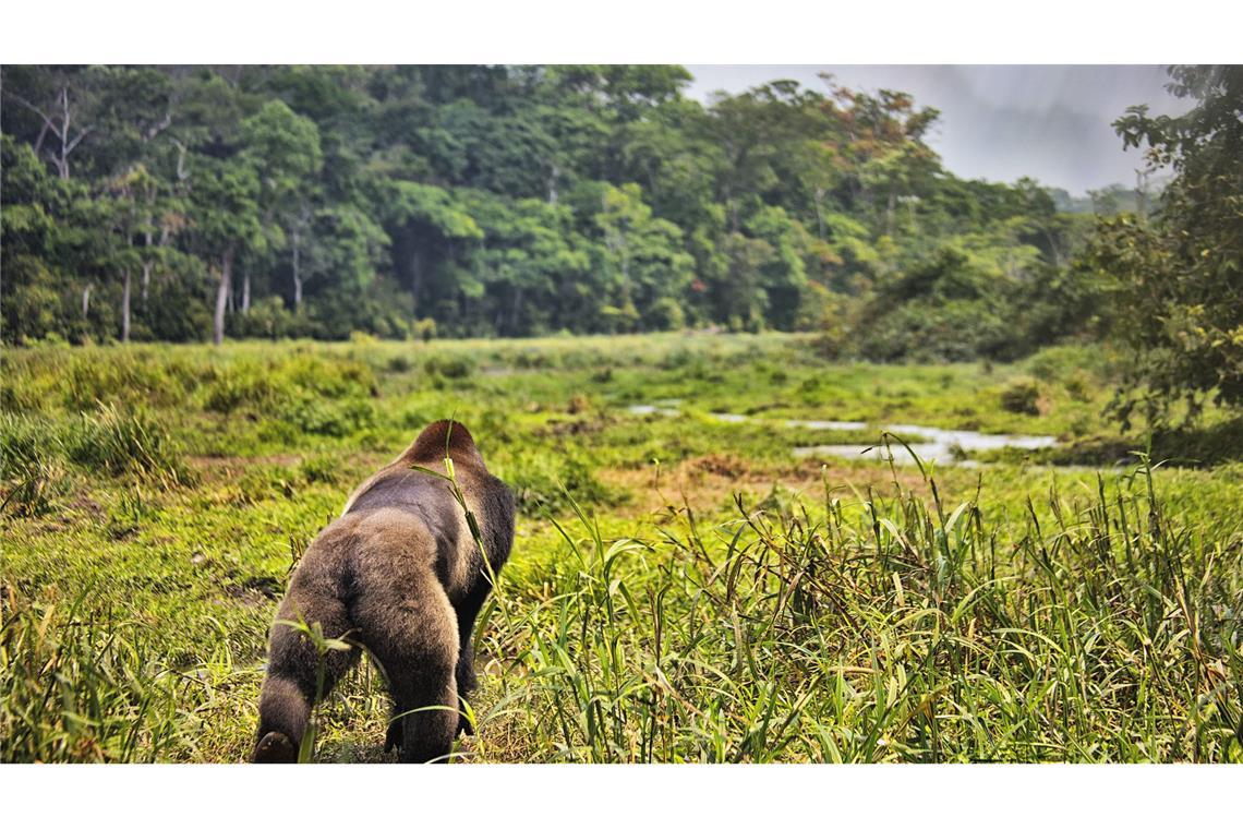Dzanga Sangha Special Dense Forest Reserve in der Demokratischen Republik Kongo.