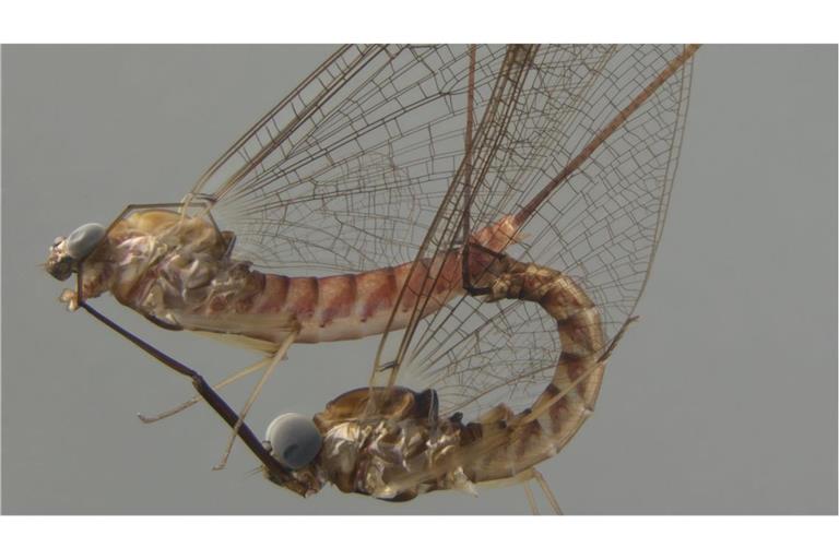 Ecdyonurus venosus bei der Paarung: Das Weibchen oben, das Männchen unten. Die Tiere sind etwa 1,2 cm lang.