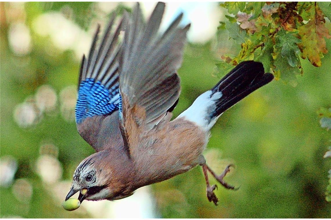 Eichelhäher (Garrulus glandarius) .