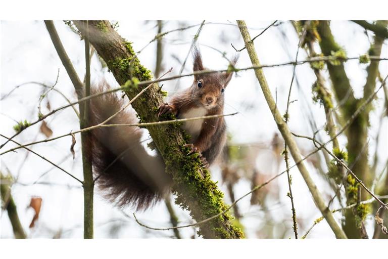 Eichhörnchen kommen im Winter oft nicht an ihre Vorräte heran. (Archivbild)