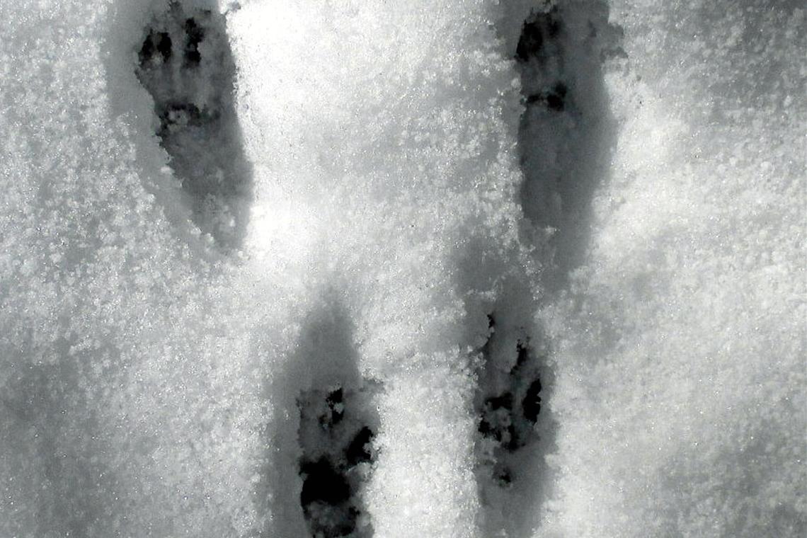 Von drauß’ vom Walde... Eichhörnchenspur im Schnee.