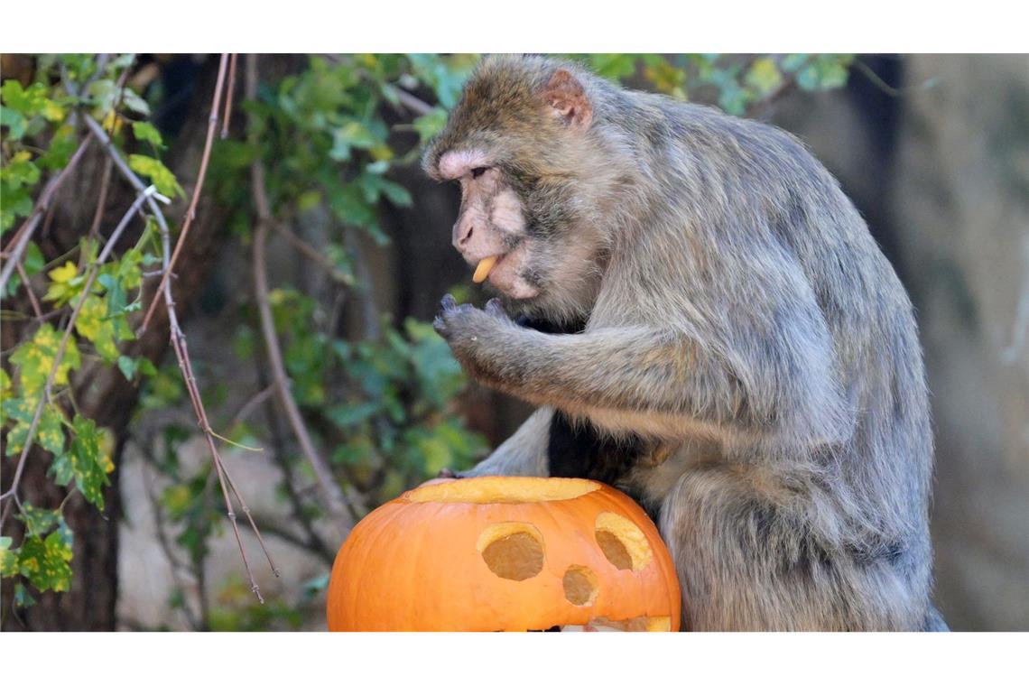 Bilder des Tages Ein Affe futtert Kürbis in einem Gehege im Zoo von Košice in der Slowakei. Als besonderes Festmahl erhielten die Tiere Halloween-Kürbisse.