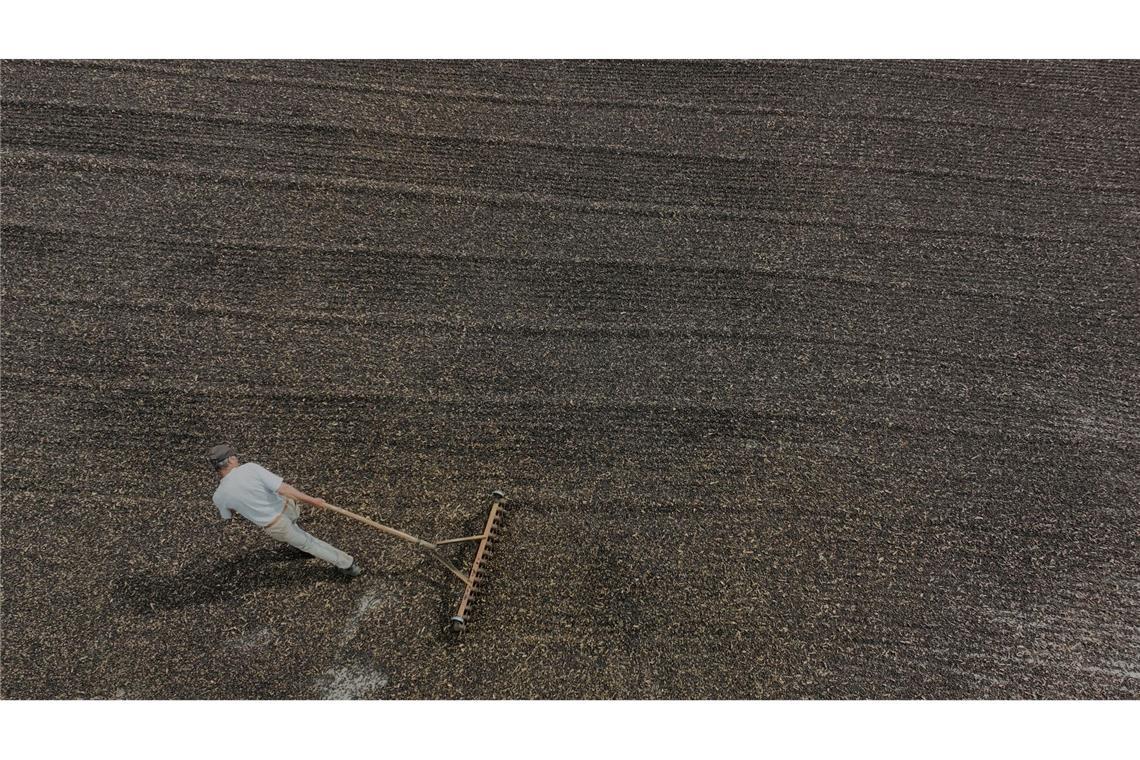 Ein Angestellter verarbeitet Kaffeebeeren auf der Farm Boa Esperanca in Brasilien.