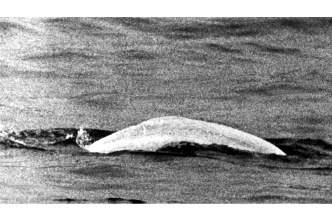Ein auf den Namen Moby Dick getaufter Beluga sorgte 1966 für Aufsehen.