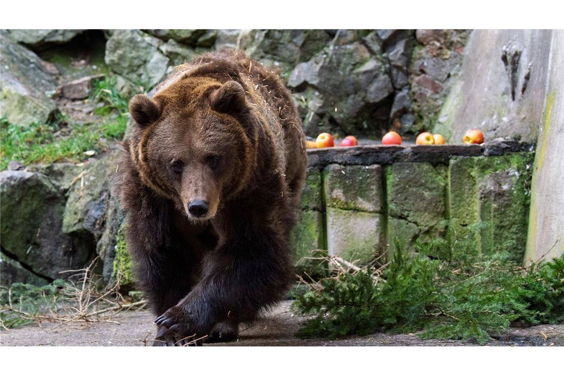 Bilder des Tages Ein Bär bei der traditionellen "Bärenweihnacht" auf Schloss Cesky Krumlov in Tschechien. Die Weihnachtsfütterung der Bären wird seit 1988 organisiert. Jedes Jahr kommen rund tausend Menschen, um das zu sehen.